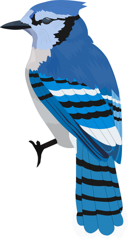 Illustration of Bluejay